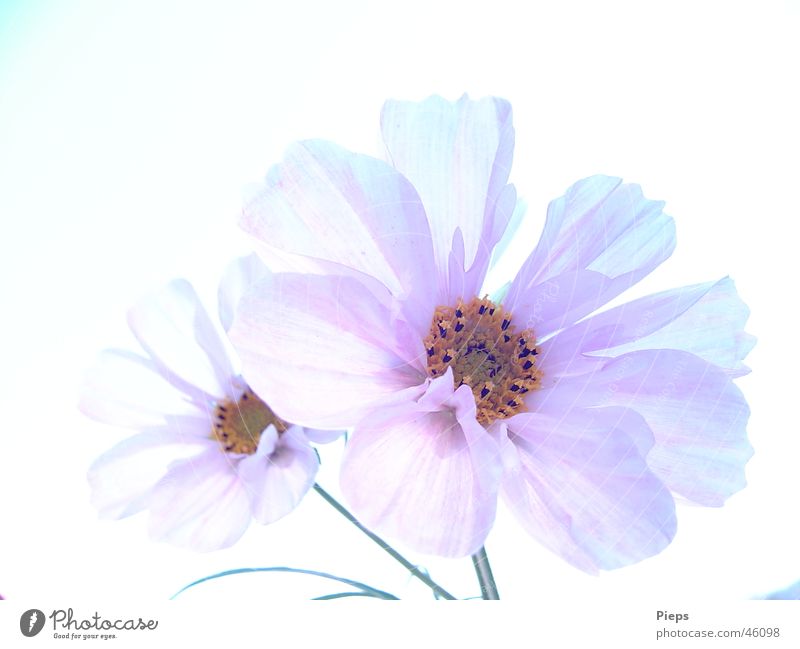 Zwei weiße Cosmea-Blüten vor neutralem Hintergrund Farbfoto Außenaufnahme Nahaufnahme Hintergrund neutral Tag Licht elegant ruhig Sommer Natur Pflanze