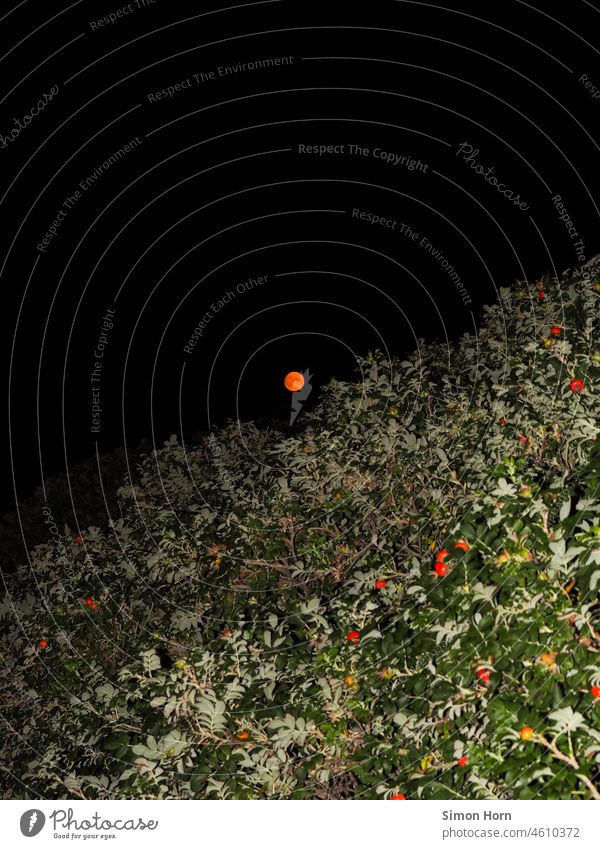 Mond und Flora Mondschein Vollmond Hagebutte Neuanfang Nacht Nachthimmel Stimmung Landschaft Flora und Fauna Himmelskörper & Weltall Untergang Monduntergang
