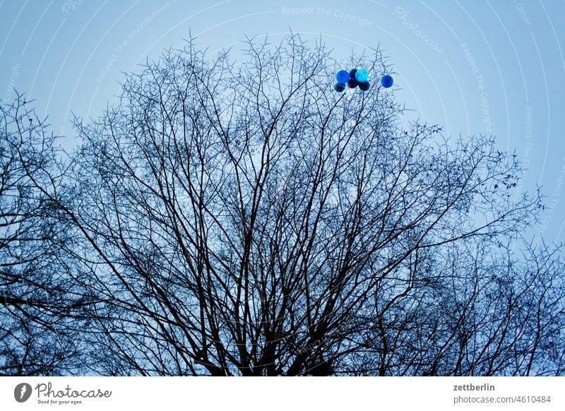Luftballons ast bum eingefangen feier festgefahren froschperspektive herbst kindergeburtstag luftballon party stamm verfangen verfitzt verheddert winter baum