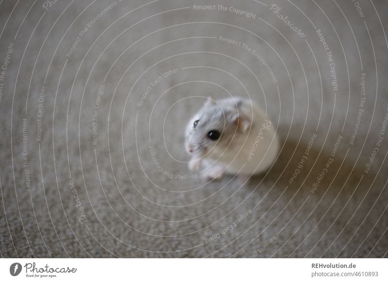 weißer Zwerghamster auf dem Teppich (Ahsoka-Rey) Haustier Hamster Tier klein süß Säugetier Nagetiere niedlich winzig Fell tierisch Freilauf Neugier
