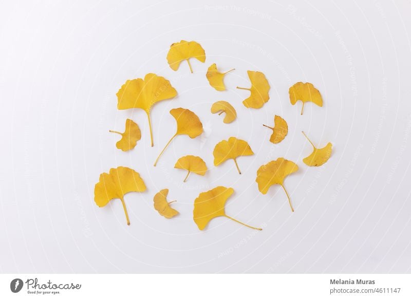 Orange goldene trockene Ginkgo Blätter auf weißem Hintergrund. Draufsicht minimalistisch, elegantes Blumenarrangement. Ginkgo biloba flach legen. oben abstrakt