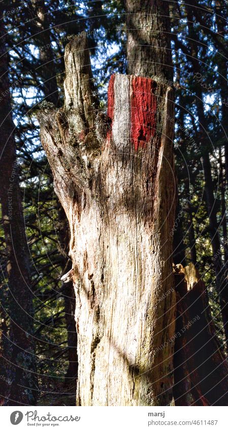Wanderzeichen an einem verwitterten, abgestorbenen Baumstumpf. Rot-Weiß-Rot rot-weiß-rot Ferien & Urlaub & Reisen Hinweis wandern Wegweisend Ausflug