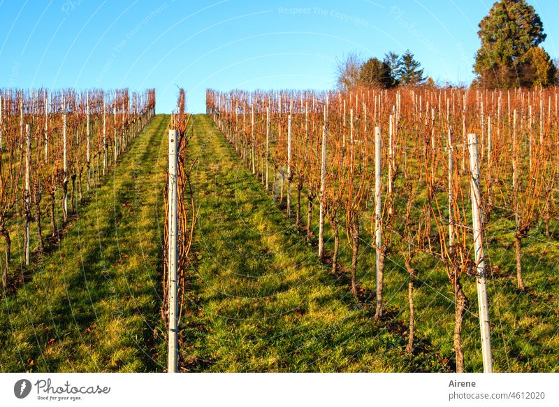 Reinheitsgebot | sauberer Weinberg für reinen Wein Pflanze hell besonnt lichtvoll Landwirtschaft Weinbau Winzer Weinrebe Weinort ländlich Hanglage Weingut