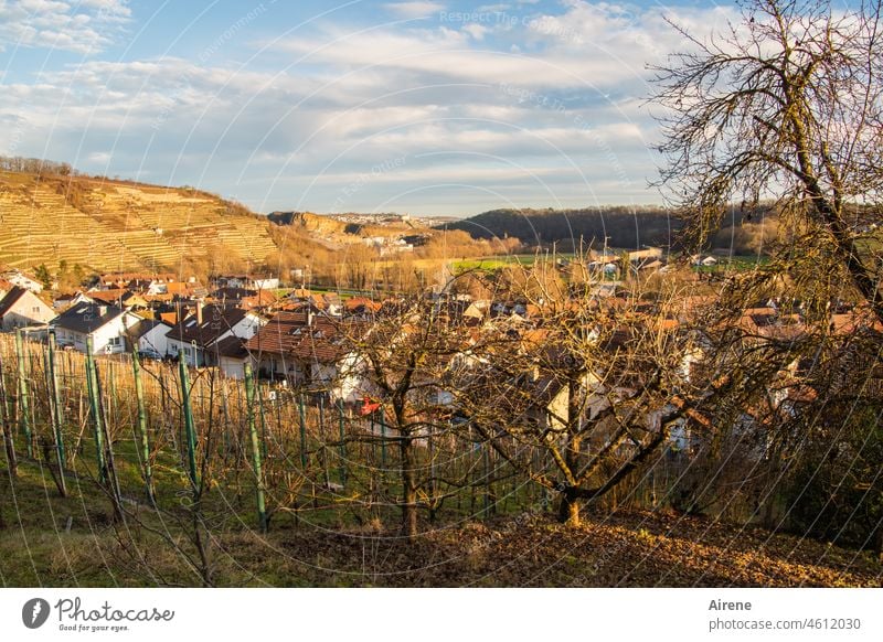 auf der Sonnenseite Weinbau Hanglage ländlich golden Weinberg Weinort Winzer besonnt lichtvoll hell Weinrebe Weinanbau Weingut Reben hügelig Berg Hügel