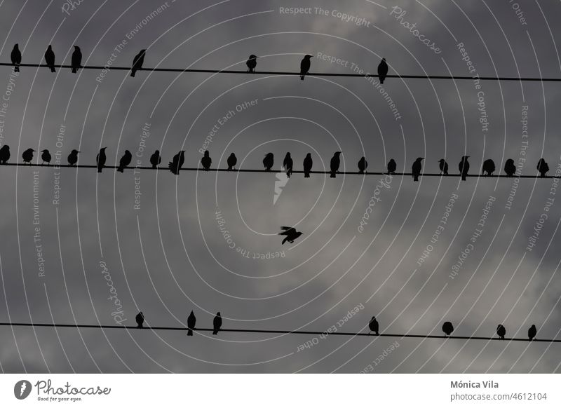 die Silhouette eines Vogelschwarms, der an einem bewölkten Tag auf drei Stromkabeln hockt Schwarm Vögel Barsch Elektrisches Gerät bewölkter Himmel bewölkter Tag