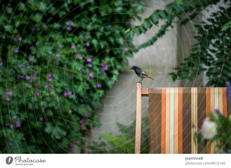 Vogel stehend auf einer Kante eines Holzliegestuhls Liegestuhl Garten Ferien & Urlaub & Reisen ruhig Erholung urban Freizeit & Hobby Stadtgarten Innenhof