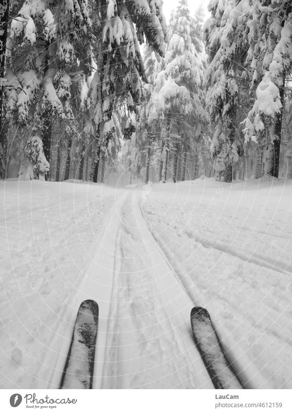 In der Spur - Langlauf im verschneiten Winterwald Schnee Ski Loipe Wald Bäume Landschaft Skifahren Wintersport Winterurlaub Tourismus kalt idyllisch ruhig