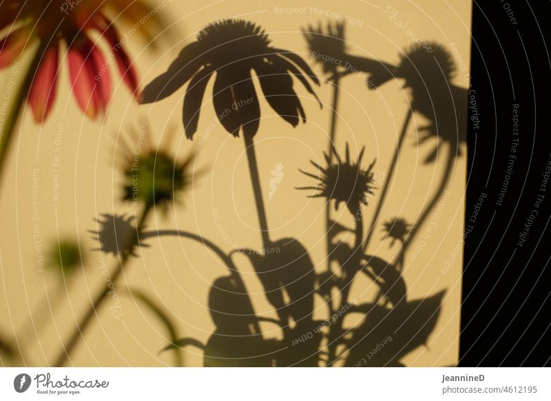 Blumen Schatten Spiel an der Wand Schattenspiel Licht Lichtspiel Muster abstrakt Abendstimmung Licht & Schatten Innenaufnahme Silhouette Sonnenhut Sonnenlicht