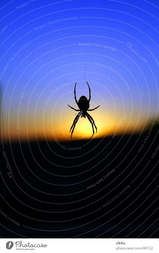 Spider in the Sunset Spinne Sonnenuntergang Gegenlicht Himmel Netz blau Kontrast spider net blue sky