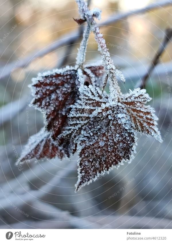 Ein Spaziergang bei Frost und eisiger Kälte gemacht. Diese mit Eiskristallen bewachsenen Blätter zogen mich in ihren Bann. kalt Winter gefroren Natur weiß
