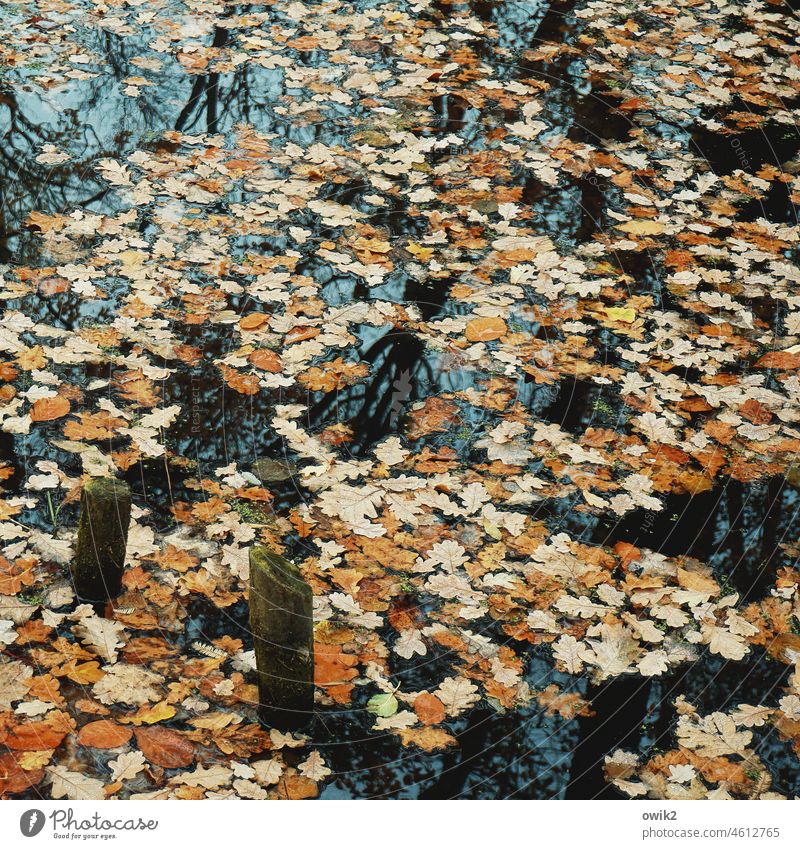 Beschichtung Wasseroberfläche Herbstlaub Stille fießend Wasserweg Park gemächlich Ruhe natürlich geheimnisvoll draußen herbstlich friedlich Idylle ruhig Umwelt