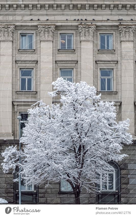 Kahler, vom ersten Schnee bedeckter Baum vor der Fassade eines Gebäudes mit neoklassischer Architektur. allein Hintergrund unverhüllt Scheune schön Schönheit