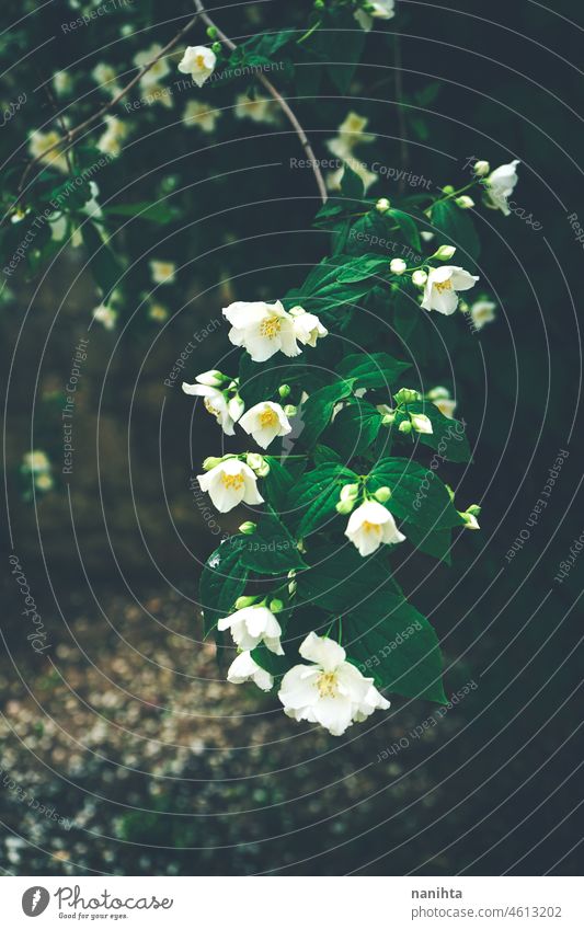 Schöner Hintergrund von kleinen weißen Blumen blumen wenig geblümt Filter altehrwürdig vsco schön Schönheit Schönheit in der Natur Oberfläche Muster Bild