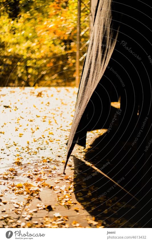 faltig | wehender Vorhang Herbst herbstlich Laub Wind windig Sonnenlicht Schatten Schattenspiel Bühne schwarz Herbstlaub Blätter Licht Herbstfärbung gelb