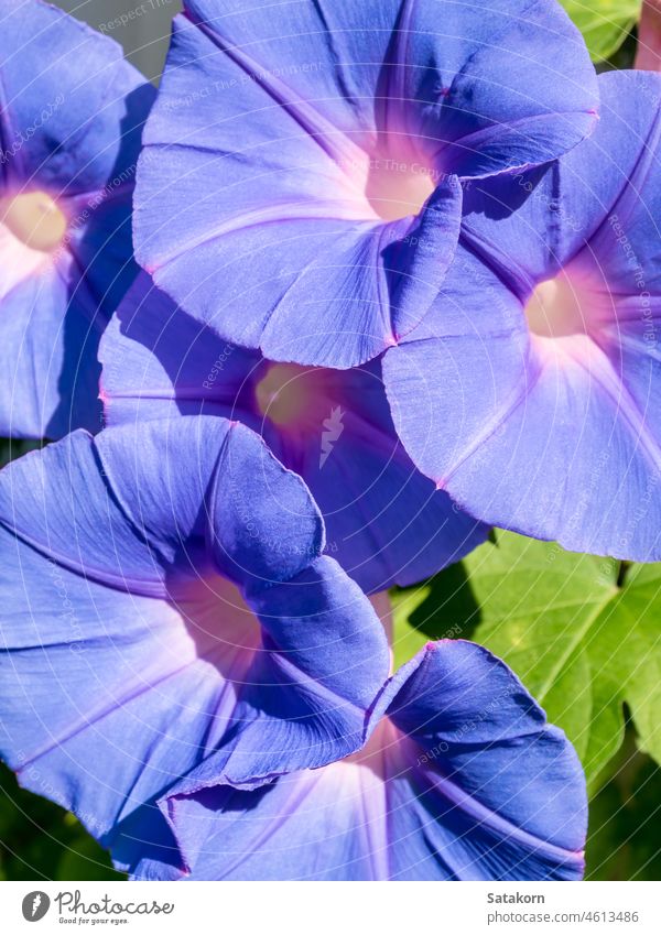 Gruppe von Efeublüten, violette Blüten purpur Blume Pflanze Blütezeit Natur Menschengruppe abschließen Hintergrund Textur schön natürlich Blatt Sauberkeit