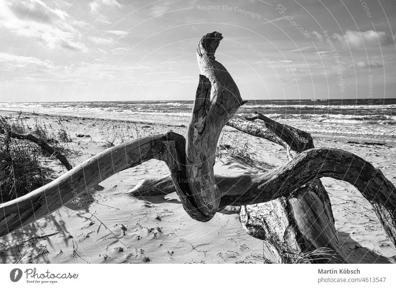 Treibholz, Baumwurzel an der Ostseeküste am Strand vor dem Meer in schwarz und weiß. Ast baltisch Darß Erholung schwarz auf weiß Paradies Pflanze Wurzel Sonne