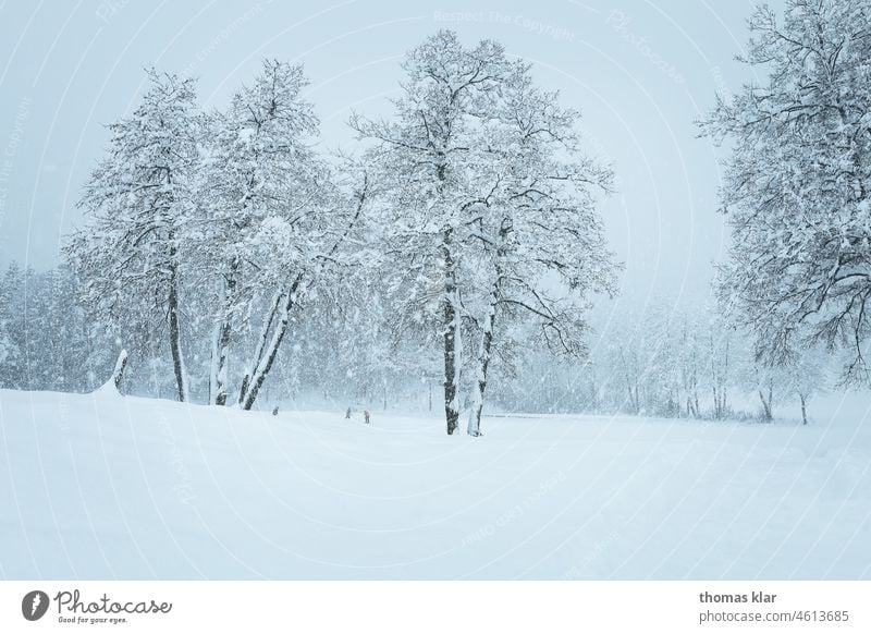 Schneebedeckte Winterlandschaft winter schnee baum bäume personen eislaufn natur
