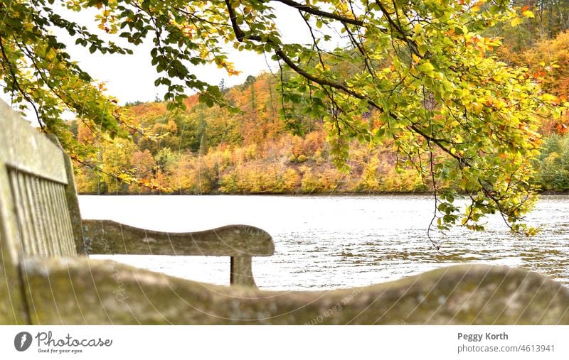 Bank am See unter Baum im Herbst Holzbank bunt Blätter Natur Menschenleer herbstlich Außenaufnahme Herbstlaub Farbfoto Herbststimmung Erholung Ruhe Jahreszeiten