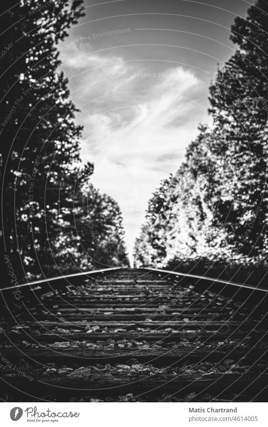 Eisenbahn inmitten eines Waldes in Schwarz und Weiß schwarz auf weiß Schwarzweißfoto Eisenbahnbrücke Eisenbahnlinie Eisenbahnschienen Eisenbahngleis Gleise