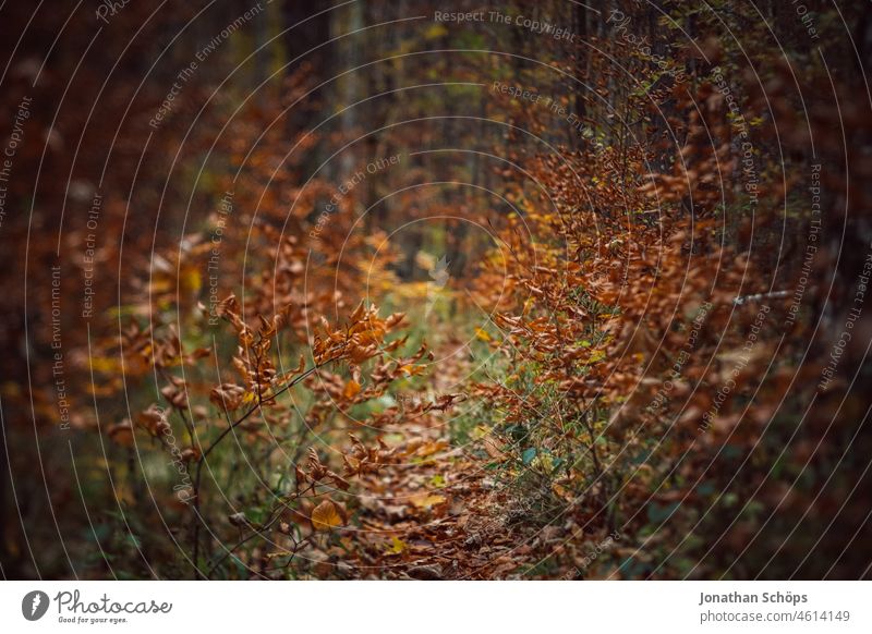 Waldweg im Herbst Tilt Effekt Unschärfe Laub Weg Wege & Pfade Natur Bäume Baum Umwelt Spaziergang Menschenleer Außenaufnahme Erholung Landschaft wandern