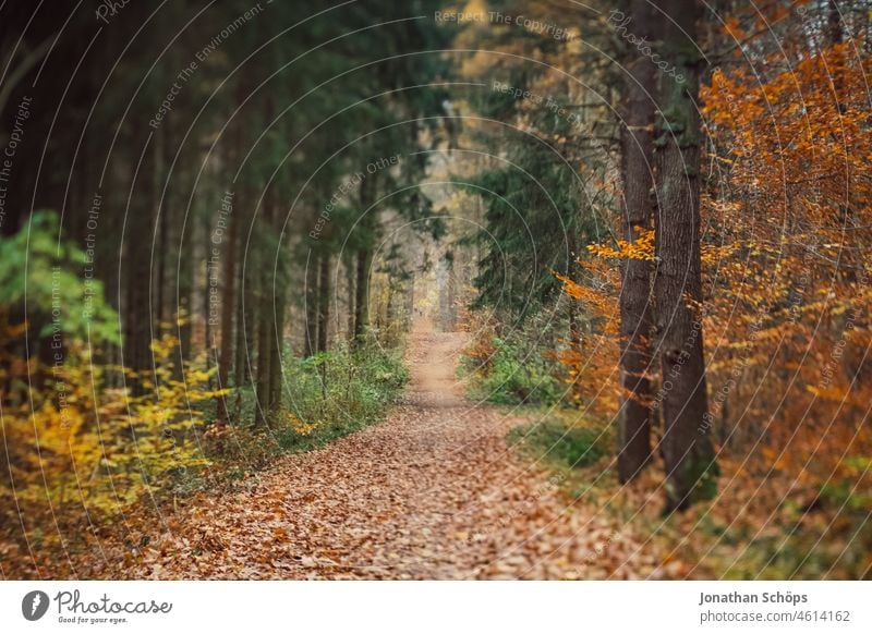 Waldweg im Herbst Tilt Effekt Unschärfe Laub Weg Wege & Pfade Natur Bäume Baum Umwelt Spaziergang Menschenleer Außenaufnahme Erholung Landschaft wandern