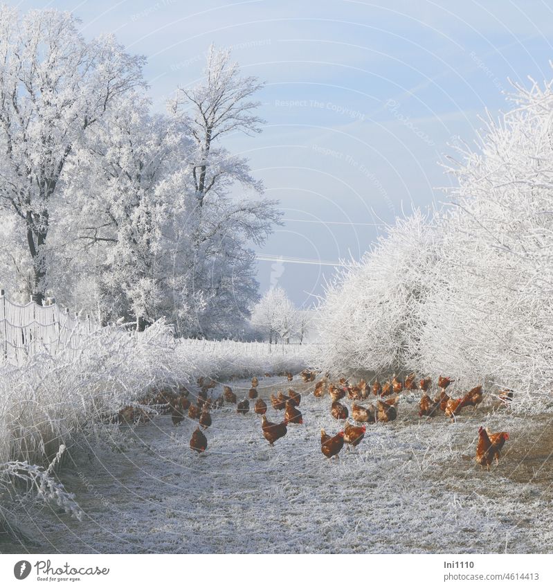 Hühner im Winterzauberland schönes Wetter blauer Himmel Frost Raureif Wintersonne Tiere Hühnerfarm Hühnergruppe Nutztiere Freilandhaltung freilaufende Hühner