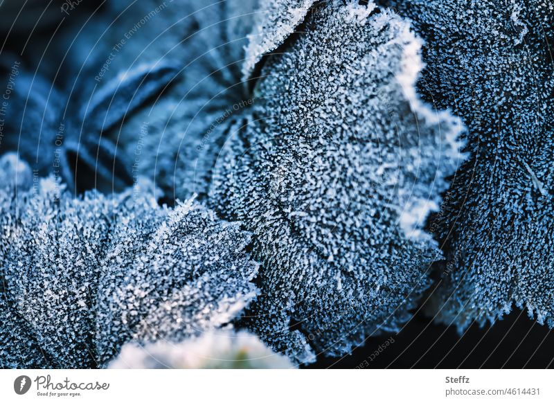 Raureif auf dem Frauenmantel Alchemilla Frauenmantelblatt Raureif bedeckt Kälteschock kalt Frost frostig eisig gefroren eisig kalt kalt erwischt dunkelblau