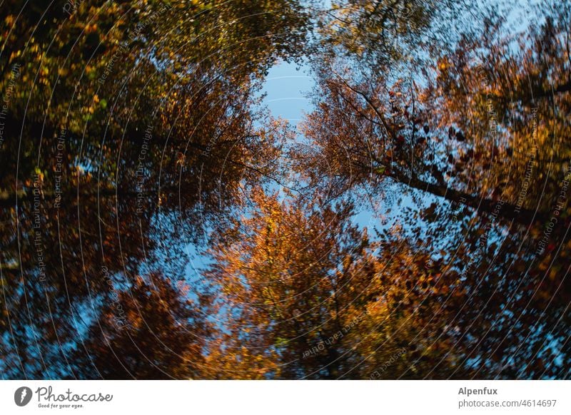 Fluchtpunkt Wald Herbst Wipfel Außenaufnahme Menschenleer Baum Bäume Blick nach oben Farbfoto Natur Landschaft Blätter Blätterdach herbstlich Sonnenlicht Umwelt