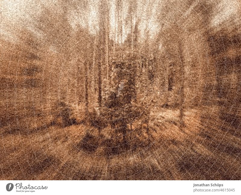 Bäume im Wald Vintage Zoom Pflanzen Waldboden braun entsättigt Korn Zeit schnell Bewegungsunschärfe Fokus Künstlerisch retro analog roh Experiment Filter