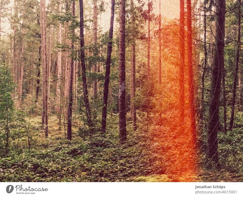 Bäume im Wald mit Lightleak vintage analog lightleak retro grün Pflanze Natur natürlich Farbfoto organisch Menschenleer Außenaufnahme Umwelt Wachstum