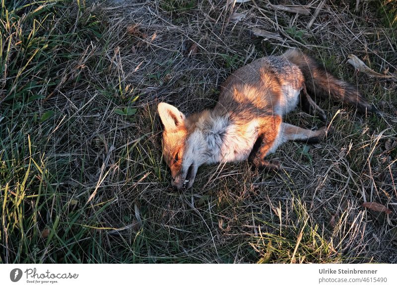 Straßenverkehrsopfer: Toter Fuchs am Fahrbandrand tot Tod Wiese Straßenrand Verkehrsopfer Opfer Totes Tier Wildtier Vergänglichkeit liegen Tierporträt Gras