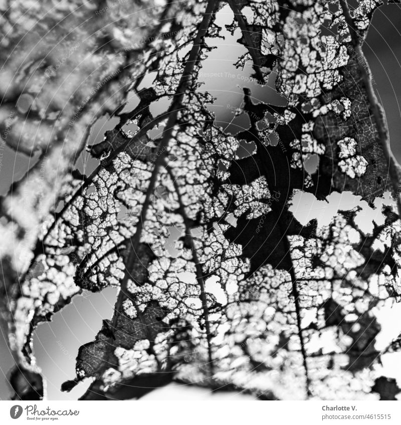 Zerfressenes Blatt | Die Schönheit im Auge des Betrachters Blattadern zerfressen Natur Makroaufnahme Außenaufnahme Detailaufnahme Herbst Strukturen & Formen