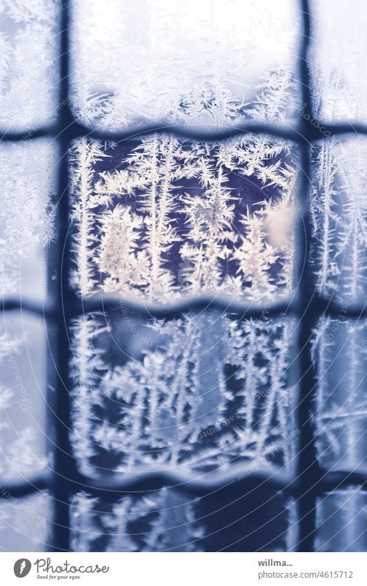 Eisblumen hinter Gittern winterlich kalt Fenster Frost gefroren Fensterscheibe blau