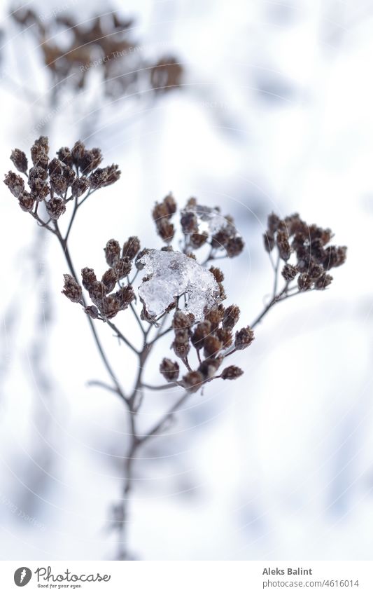 Schafgarbe im Schnee mit Eis Pflanze Außenaufnahme Schwache Tiefenschärfe Farbfoto Menschenleer Natur Nahaufnahme Winter Verblüht Gefroren Buchcover