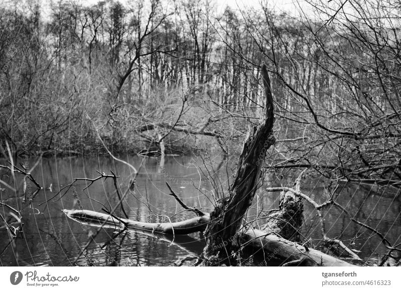 Tote Bäume im Wasser Emsland toter Baum Landschaft Menschenleer Natur Fluss Wald Stimmung Idylle Außenaufnahme ruhig Flussufer Winter