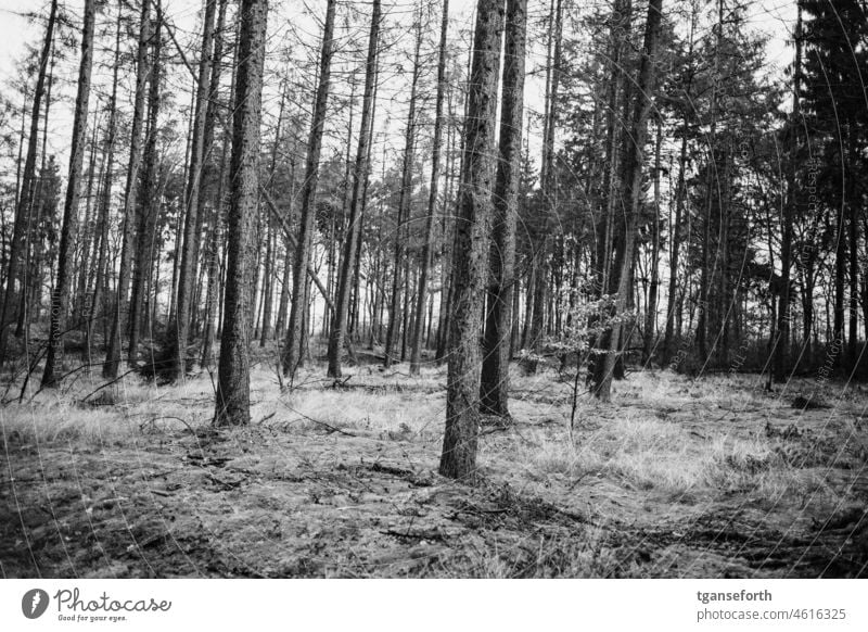 Im Wald Emsland Nadelbäume schief Außenaufnahme Menschenleer Landschaft Baum Bäume Winter kalt Natur Umwelt