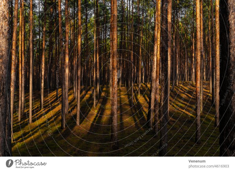 Kiefernwald im Winter in Deutschland, viel Sonnenlicht und viele lange Schatten Wälder Baum Bäume Waldboden Bodenanlagen Unkraut Bodenbewuchs Kofferraum Rüssel