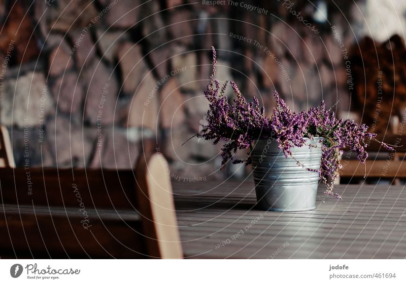 Sie werden platziert Holz einfach Einsamkeit Tisch Kot Pflanze Blume Heidekrautgewächse Dekoration & Verzierung Brennholz Restaurant außenbereich violett rosa