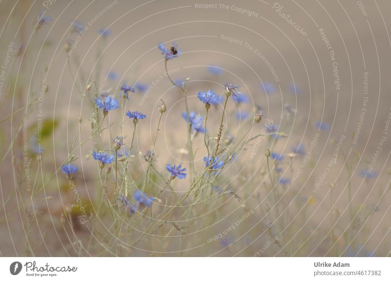 Kornblumen ( Centaurea cyanus ) dezent Romantik blau weich Feld Garten Blüte Blume Sommer Natur Muttertag Spa Meditation ruhig Erholung Zufriedenheit Pflanze