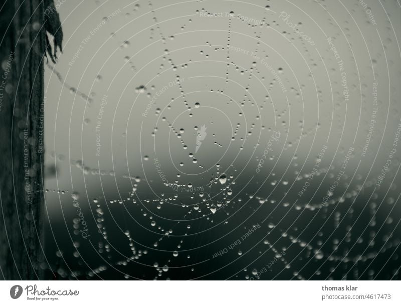 Spinnennetz mit Tautropfen tautropfen spinnennetz wassertropfen nebel natur grau herbst
