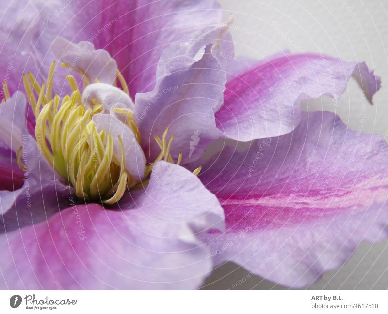 zarte Träume clematis blüte garten pflanze natur lila pink