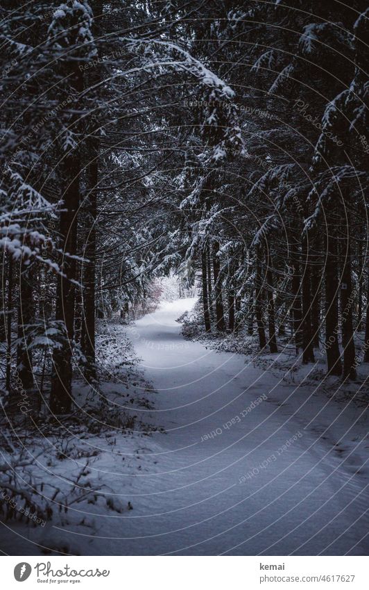 Verschneiter Pfad im Wald Schnee Schneelandschaft schneebedeckt verschneit kalt winterlich Winterstimmung Baum Waldpfad Weg Waldweg Licht Schatten weiß Kälte