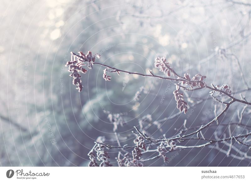 winter Winter Baum Strauch Äste Zweige Holz Tiefe kalt gefroren trüb Jahreszeit Zweige u. Äste Natur Menschenleer Umwelt Wald Frost Melancholie Einsamkeit