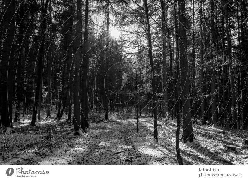Winterwald, Waldweg, Sonne scheint durch die Bäume Waldboden Schnee Baum Natur kalt Frost Menschenleer Wintertag Schatten Schwarzweißfoto Gegenlicht Umwelt