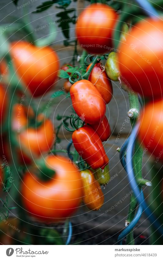 frische Tomaten Bio-Gemüse Selbstversorgung Urban Gardening Ackerbau Biografie Blütezeit züchten Zucht kontrollierte Landwirtschaft Netzbeutel aus Baumwolle