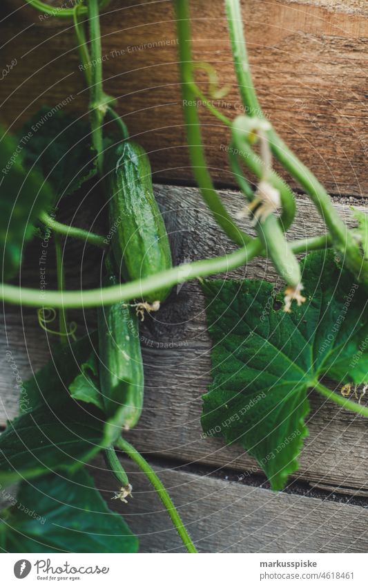 Gurken - frisches Bio-Gemüse Ackerbau Biografie Blütezeit züchten Zucht kontrollierte Landwirtschaft Netzbeutel aus Baumwolle Baumwollnetz Zucchini Salatgurke