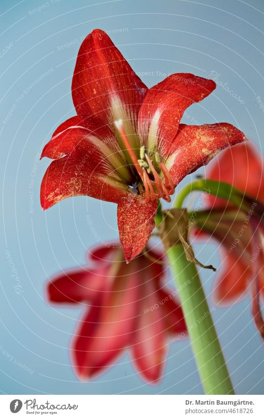 Hippeastrumhybride, Ritterstern, Blüten vor hellem Himmel Hybride Staubbeutel Stempel Blume Zwiebeblume Zierblume aus Südamerika Amaryllis falsche Amaryllis