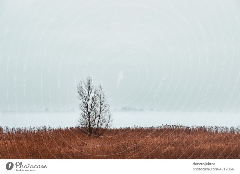 Nebliger Tag mit Baum und Schilf in Friesland Schilfgras Schilfrohr gefroren Eis Sonnenaufgang Küste Winter friesland Niederlande Baumstamm Silhouette Muster