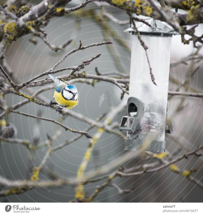 Tierliebe | Winterfütterung für Singvögel Blaumeise Vogel Futterstation Ornithologie 1 Blaumeise hungrig Gartenvogel Vogelfutter Äste und Zweige Futterdosierer