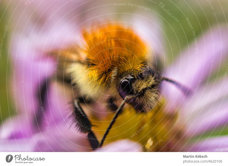 Biene sammelt Nektar auf einer Löwenzahnblüte Makro Tier Insekt im Freien Foto nähern natürlich Bokeh Natur beschäftigt Blüte Honigbiene Blume Liebling Botanik